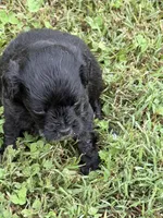 Archie, a male Miniature Aussiedoodle for sale in Wytheville, VA – 1 of 1