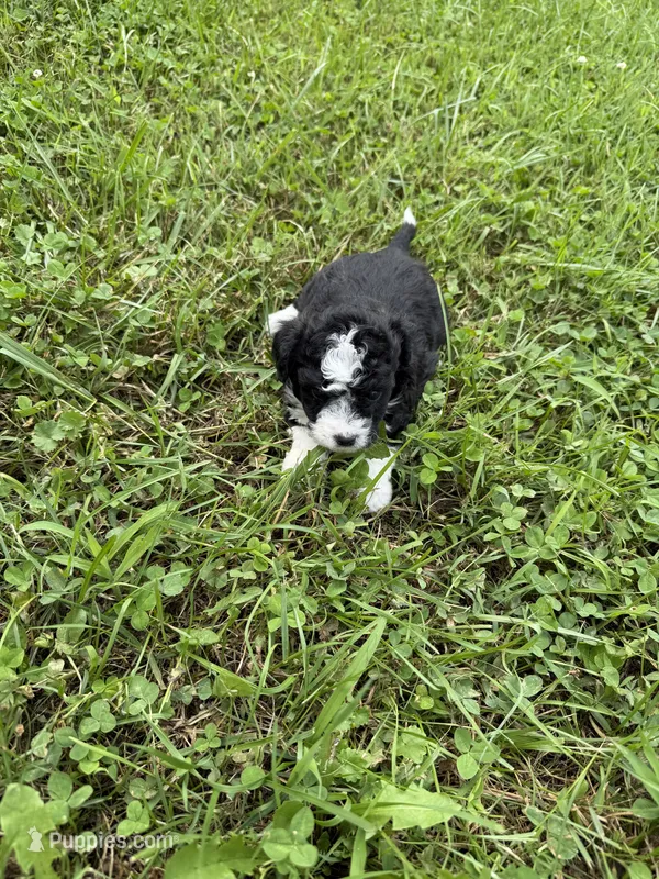 Hilda  – Miniature Aussiedoodle puppy for sale in Wytheville, VA