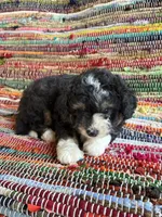 Chloe, a female Miniature Aussiedoodle for sale in Wytheville, VA – 3 of 3