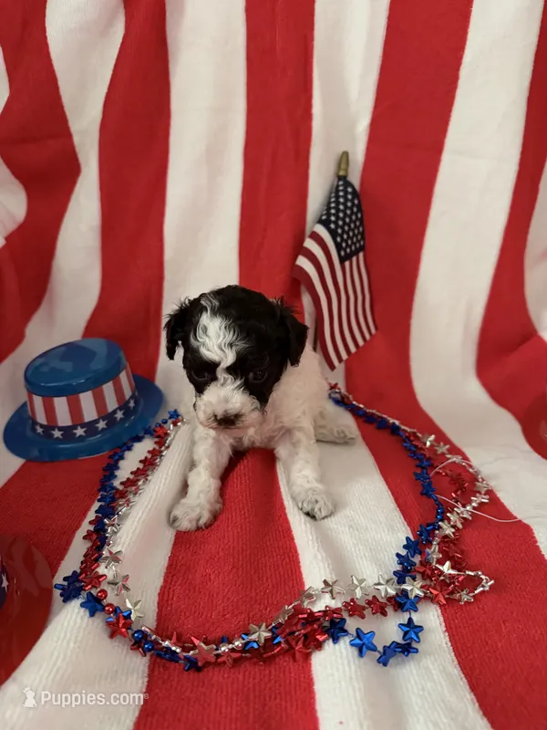 Lacey – Poodle - Miniature  puppy for sale in Wytheville, VA