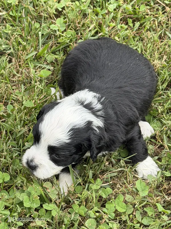 Aria – Miniature Aussiedoodle puppy for sale in Wytheville, VA