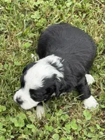 Aria, a female Miniature Aussiedoodle for sale in Wytheville, VA – 1 of 1
