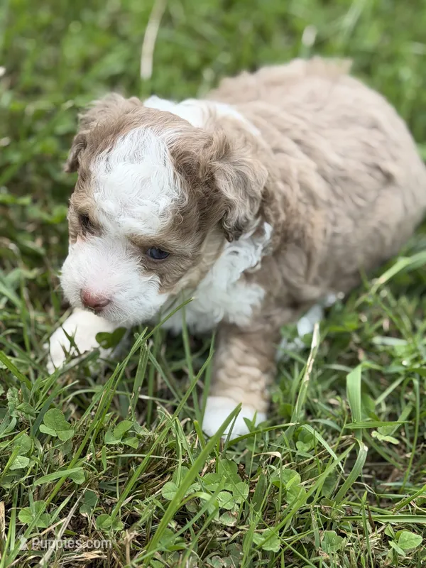Heidi HOLD – Miniature Aussiedoodle puppy for sale in Wytheville, VA