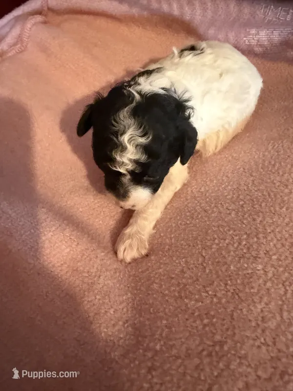 Lakin  – Poodle - Miniature  puppy for sale in Wytheville, VA