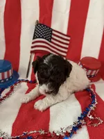 Lonnie on hold , a male Poodle - Miniature  for sale in Wytheville, VA – 1 of 4