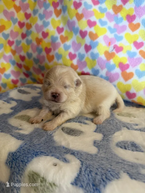 Baxter – Pomeranian puppy for sale in Wytheville, VA