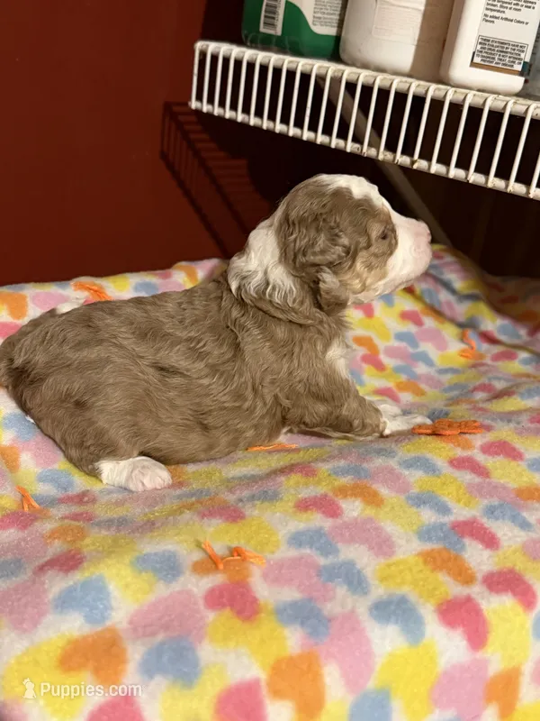 Heidi – Miniature Aussiedoodle puppy for sale in Wytheville, VA