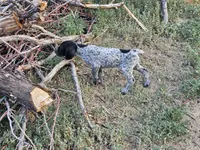 Puppy #8, a male German Shorthaired Pointer for sale in Evansville, WY – 3 of 10
