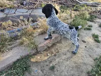 Puppy #6, a male German Shorthaired Pointer for sale in Evansville, WY – 3 of 10