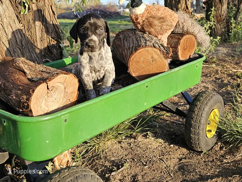 Puppy #8 – German Shorthaired Pointer puppy for sale in Evansville, WY