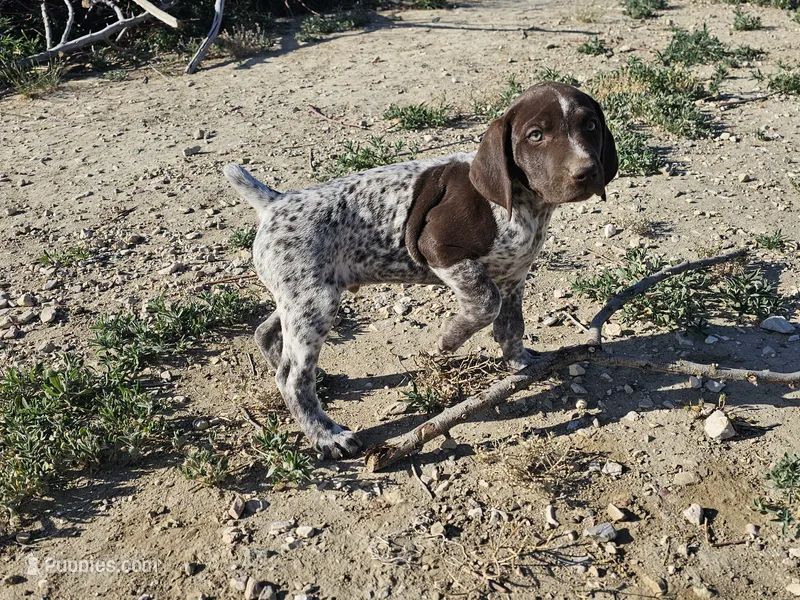 Puppy #2 – German Shorthaired Pointer puppy for sale in Evansville, WY