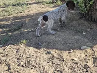 Puppy #3, a male German Shorthaired Pointer for sale in Evansville, WY – 4 of 10