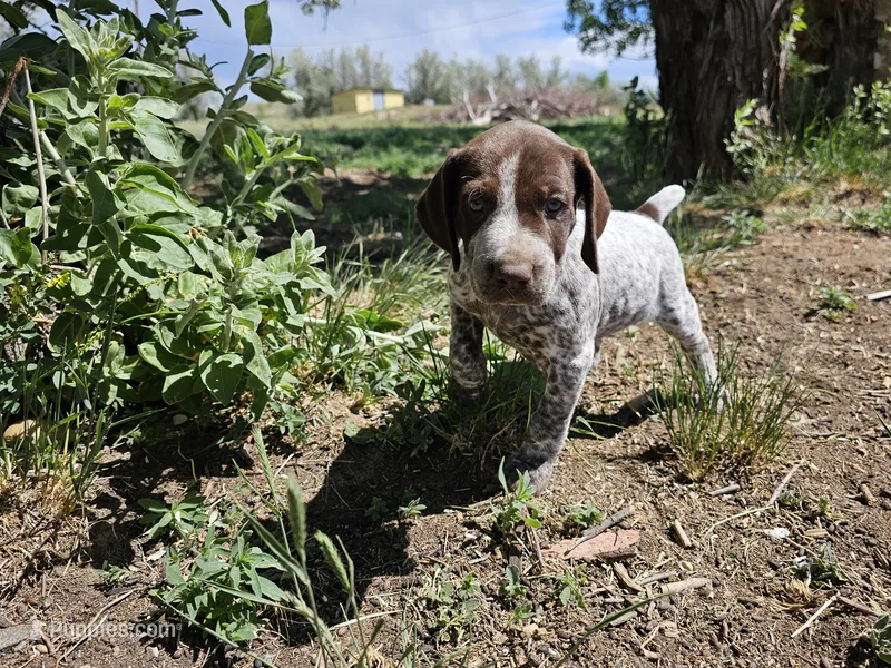 Puppy #4 – German Shorthaired Pointer puppy for sale in Evansville, WY