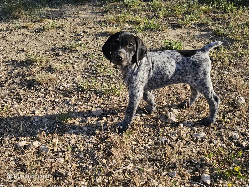 Puppy #8 – German Shorthaired Pointer puppy for sale in Evansville, WY
