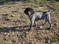 Puppy #8, a male German Shorthaired Pointer for sale in Evansville, WY – 1 of 10