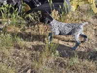 Puppy #9, a female German Shorthaired Pointer for sale in Evansville, WY – 2 of 10