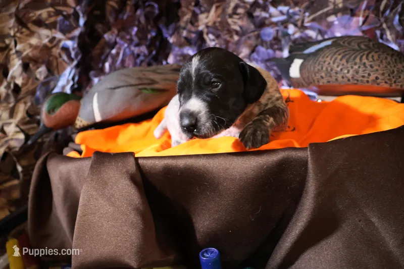 Puppy #8 – German Shorthaired Pointer puppy for sale in Evansville, WY