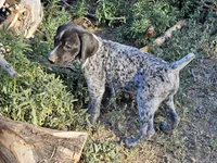 Puppy #9, a female German Shorthaired Pointer for sale in Evansville, WY – 3 of 10
