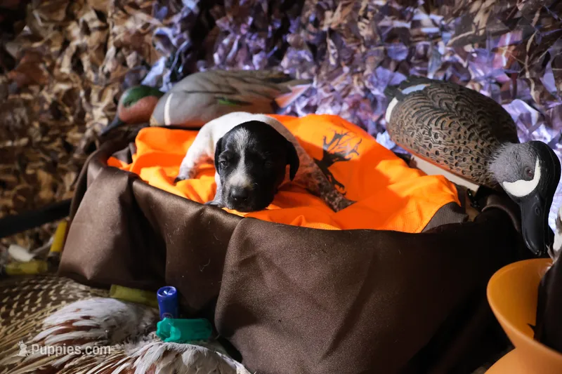 Puppy #9 – German Shorthaired Pointer puppy for sale in Evansville, WY