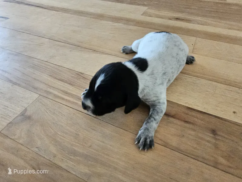 Puppy #8 – German Shorthaired Pointer puppy for sale in Evansville, WY