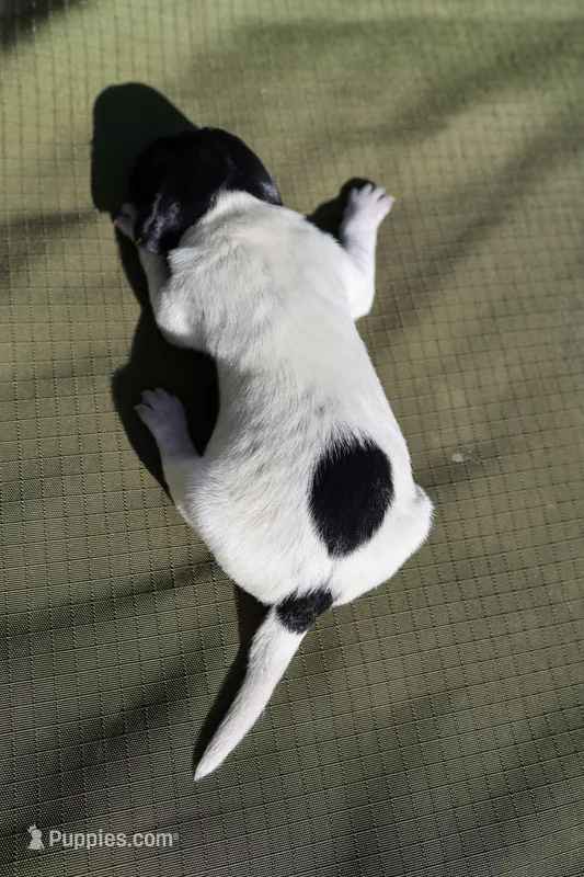 Puppy #6 – German Shorthaired Pointer puppy for sale in Evansville, WY