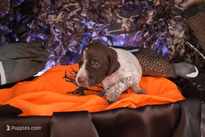 Puppy #3 – German Shorthaired Pointer puppy for sale in Evansville, WY