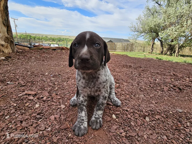 Puppy #2 – German Shorthaired Pointer puppy for sale in Evansville, WY