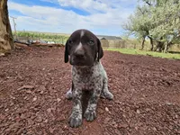 Puppy #2, a male German Shorthaired Pointer for sale in Evansville, WY – 7 of 9