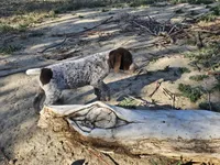 Puppy #3, a male German Shorthaired Pointer for sale in Evansville, WY – 3 of 10