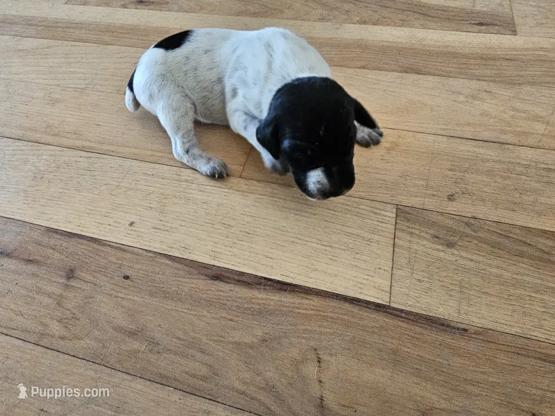 Puppy #6 – German Shorthaired Pointer puppy for sale in Evansville, WY