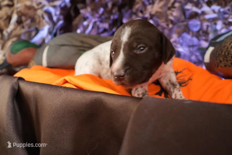 Puppy #2 – German Shorthaired Pointer puppy for sale in Evansville, WY