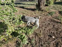 Puppy #6, a male German Shorthaired Pointer for sale in Evansville, WY – 5 of 10