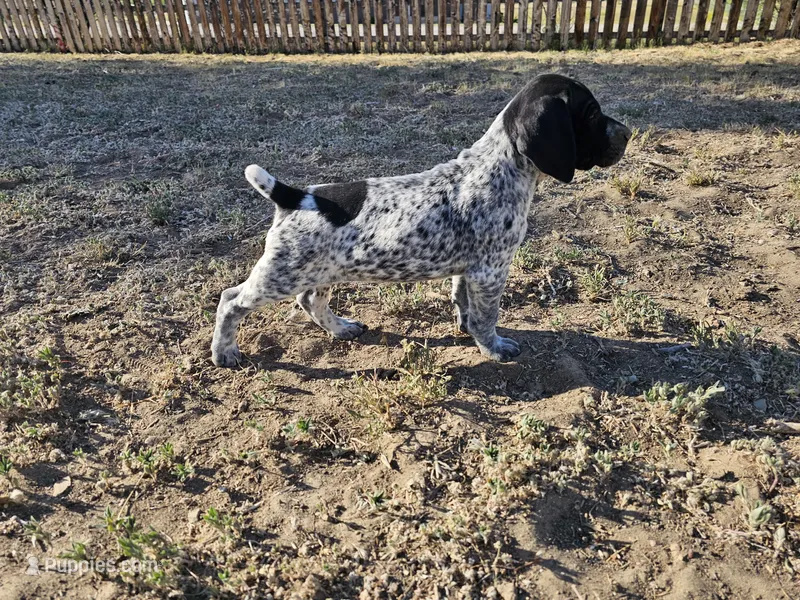 Puppy #6 – German Shorthaired Pointer puppy for sale in Evansville, WY