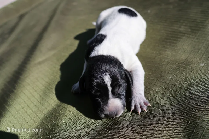 Puppy #7 – German Shorthaired Pointer puppy for sale in Evansville, WY