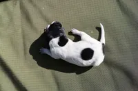Puppy #7, a female German Shorthaired Pointer for sale in Evansville, WY – 2 of 2