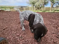 Puppy #2, a male German Shorthaired Pointer for sale in Evansville, WY – 8 of 9