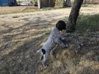 Puppy #3, a male German Shorthaired Pointer for sale in Evansville, WY – 5 of 10