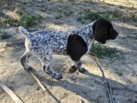 Puppy #2, a male German Shorthaired Pointer for sale in Evansville, WY – 2 of 9