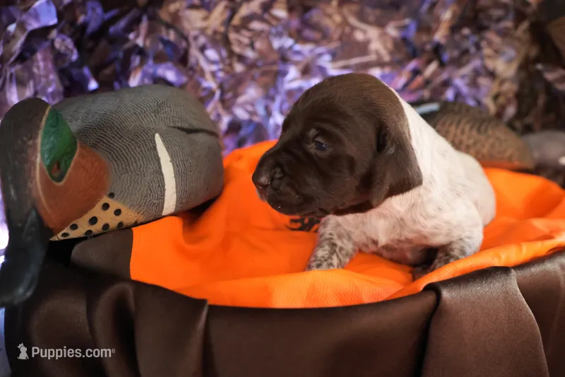 Puppy #1 – German Shorthaired Pointer puppy for sale in Evansville, WY