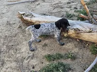 Puppy #8, a male German Shorthaired Pointer for sale in Evansville, WY – 4 of 10