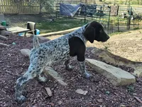 Puppy #2, a male German Shorthaired Pointer for sale in Evansville, WY – 3 of 9