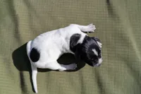 Puppy #8, a male German Shorthaired Pointer for sale in Evansville, WY – 2 of 2