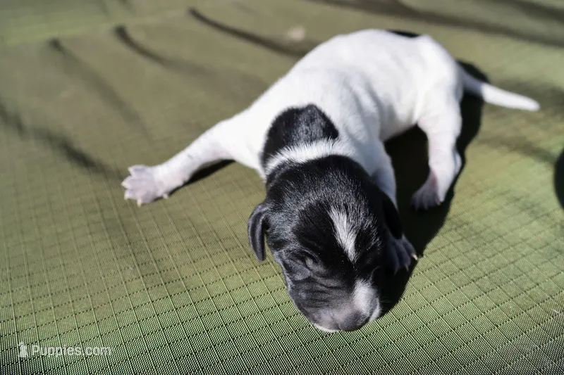 Puppy #8 – German Shorthaired Pointer puppy for sale in Evansville, WY