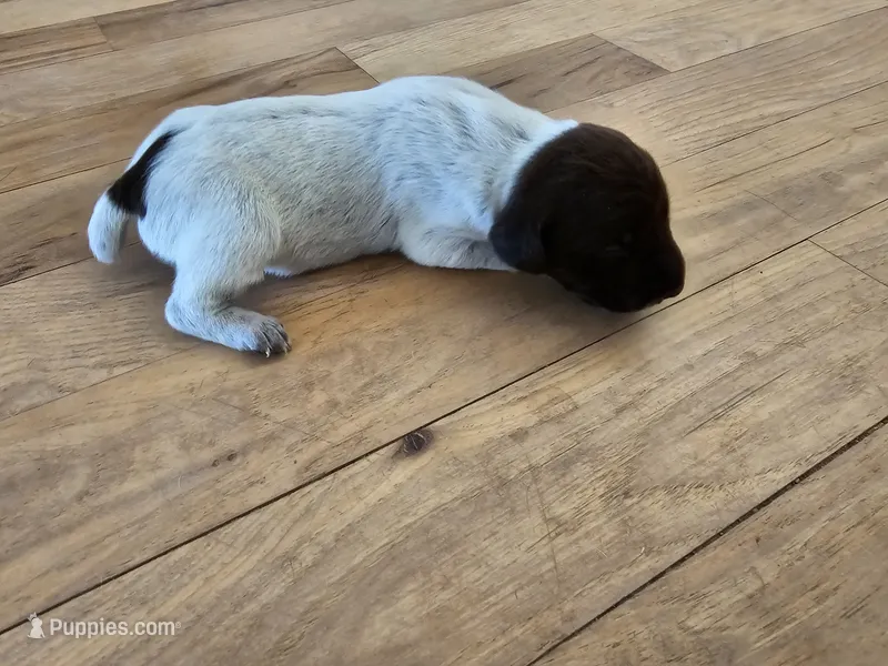 Puppy #1 – German Shorthaired Pointer puppy for sale in Evansville, WY