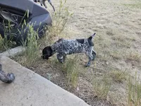 Puppy #7, a female German Shorthaired Pointer for sale in Evansville, WY – 5 of 10