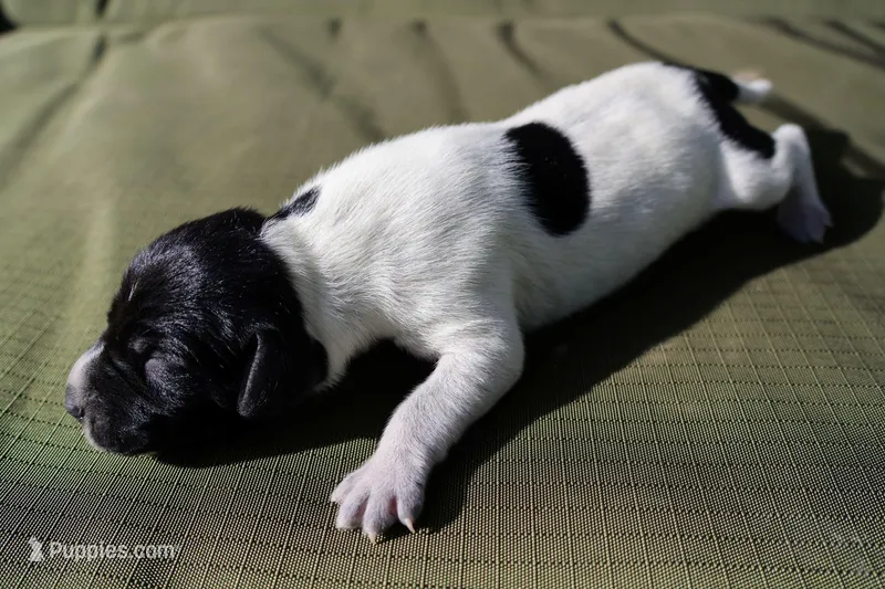 Puppy #10 – German Shorthaired Pointer puppy for sale in Evansville, WY