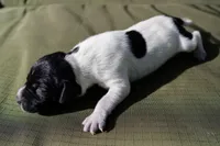Puppy #10, a male German Shorthaired Pointer for sale in Evansville, WY – 1 of 2