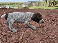 Puppy #3, a male German Shorthaired Pointer for sale in Evansville, WY – 10 of 10