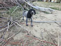 Puppy #7, a female German Shorthaired Pointer for sale in Evansville, WY – 3 of 10