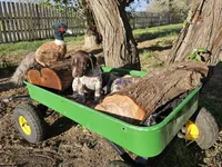 Puppy #2, a male German Shorthaired Pointer for sale in Evansville, WY – 6 of 9